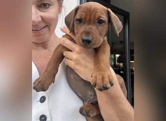 Deutscher Pinscher Welpen aus dem Haus ,,Cava Land" FCI Zucht