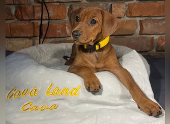 Deutscher Pinscher Welpen aus dem Haus ,,Cava Land" FCI Zucht