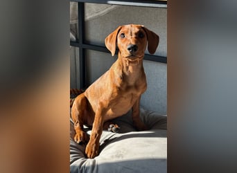 Deutscher Pinscher Welpen aus dem Haus ,,Cava Land" FCI Zucht