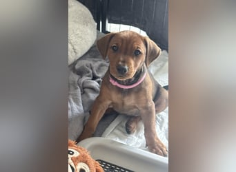 Deutscher Pinscher Welpen aus dem Haus ,,Cava Land" FCI Zucht