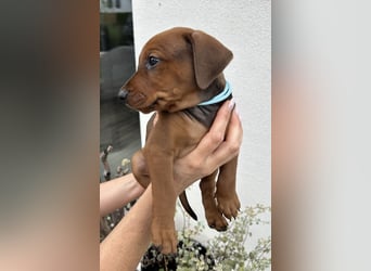 Deutscher Pinscher Welpen aus dem Haus ,,Cava Land" FCI Zucht