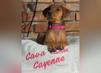 Deutscher Pinscher Welpen aus dem Haus ,,Cava Land" FCI Zucht
