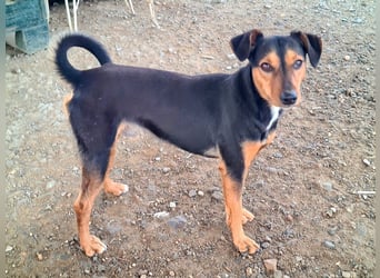 BUSTER-freundlicher Bub, fröhlich, aufgeschlossen, wartet auf sein schönes, liebevolles Zuhause