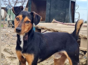 BUSTER-freundlicher Bub, fröhlich, aufgeschlossen, wartet auf sein schönes, liebevolles Zuhause