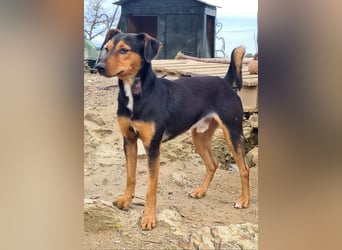 BUSTER-freundlicher Bub, fröhlich, aufgeschlossen, wartet auf sein schönes, liebevolles Zuhause