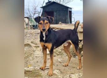 BUSTER-freundlicher Bub, fröhlich, aufgeschlossen, wartet auf sein schönes, liebevolles Zuhause