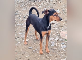 BUSTER-freundlicher Bub, fröhlich, aufgeschlossen, wartet auf sein schönes, liebevolles Zuhause