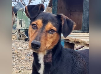 BUSTER-freundlicher Bub, fröhlich, aufgeschlossen, wartet auf sein schönes, liebevolles Zuhause