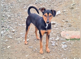 BUSTER-freundlicher Bub, fröhlich, aufgeschlossen, wartet auf sein schönes, liebevolles Zuhause