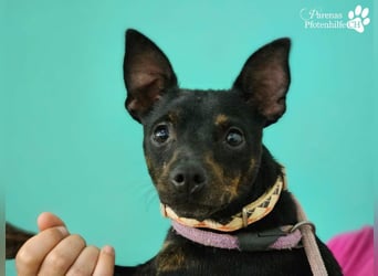 Gery ist ein fröhlich, verspielter Pinscher Mix