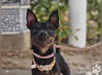 Gery ist ein fröhlich, verspielter Pinscher Mix