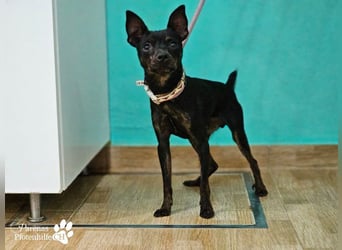 Gery ist ein fröhlich, verspielter Pinscher Mix