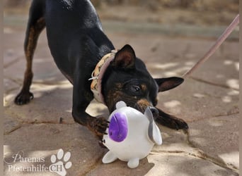 Gery ist ein fröhlich, verspielter Pinscher Mix