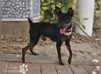 Gery ist ein fröhlich, verspielter Pinscher Mix