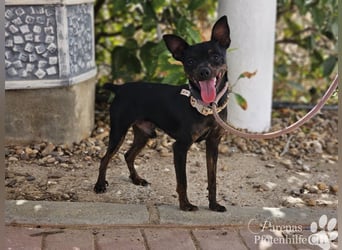 Gery ist ein fröhlich, verspielter Pinscher Mix