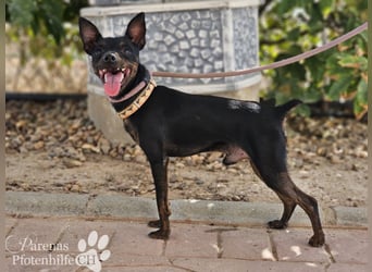 Gery ist ein fröhlich, verspielter Pinscher Mix