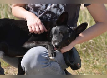 DOBI ca. 1 J.  verspielter Pinschermix-Teenager, Sonnenschein