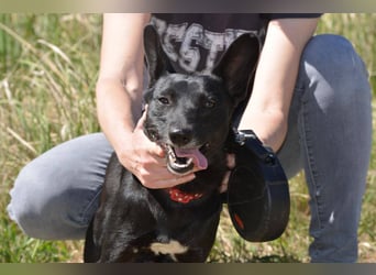 DOBI ca. 1 J.  verspielter Pinschermix-Teenager, Sonnenschein