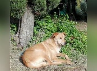 Erik, lieber verträglicher Rüde sucht ein Zuhause Erik, lieber verträglicher Rüde sucht ein Zuhause