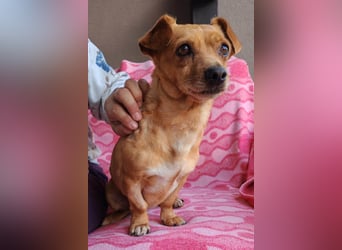 Süßer ♥Sammy♥ Pinscher-Mix-Schätzchen