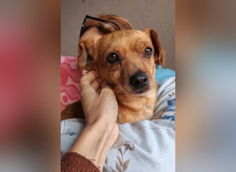 Süßer ♥Sammy♥ Pinscher-Mix-Schätzchen
