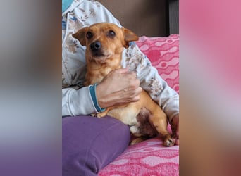 Süßer ♥Sammy♥ Pinscher-Mix-Schätzchen