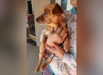 Süßer ♥Sammy♥ Pinscher-Mix-Schätzchen