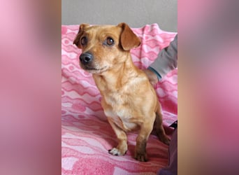 Süßer ♥Sammy♥ Pinscher-Mix-Schätzchen