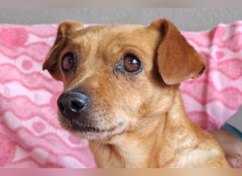 Süßer ♥Sammy♥ Pinscher-Mix-Schätzchen