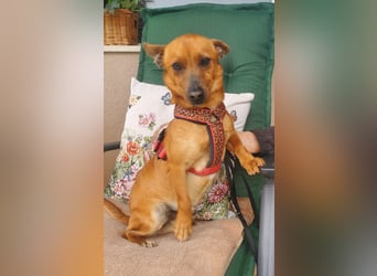 Mogli, junger Pinscher Mix Rüde