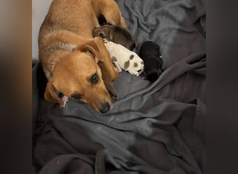 Nia, junge Pinscher Mischlingshündin