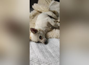 Bella, kleine Pinscher Mischlingshündin
