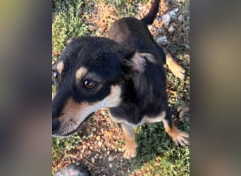 Primadonna, tolle Pinscher Mix Hündin