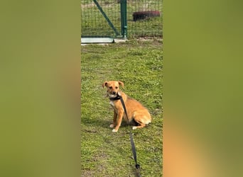 Nia, kleiner Mischlingshündin