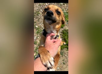 Nia, kleiner Mischlingshündin