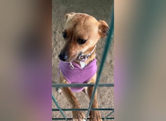 Nia, kleiner Mischlingshündin