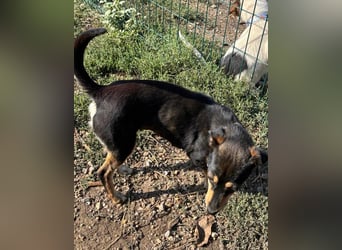 Primadonna, tolle Pinscher Mix Hündin
