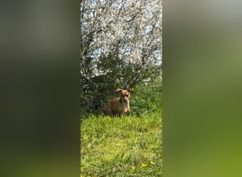 Nia, kleiner Mischlingshündin