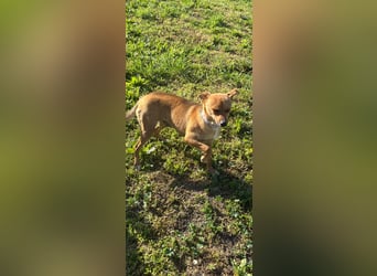 Nia, junge Pinscher Mischlingshündin