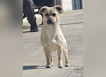 2 süße Pinscher Mix Welpen