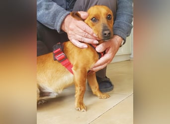 Mogli, junger Pinscher Mix Rüde
