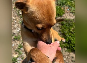 Nia, junge Pinscher Mischlingshündin