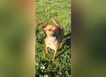 Nia, junge Pinscher Mischlingshündin