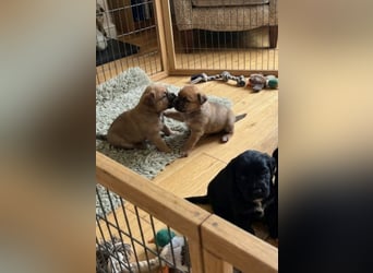 Ben, Pinscher Mix Welpe