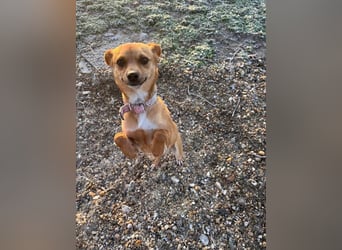 Ben, Pinscher Mix Welpe