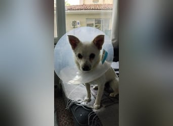 Bella, kleine Pinscher Mischlingshündin
