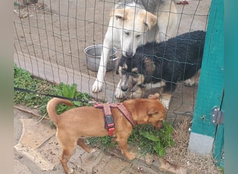 Mogli, junger Pinscher Mix Rüde