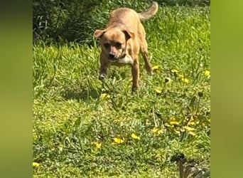 Nia, junge Pinscher Mischlingshündin