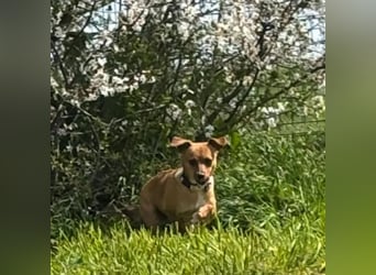 Nia, junge Pinscher Mischlingshündin