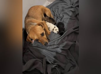 Ben, Pinscher Mix Welpe